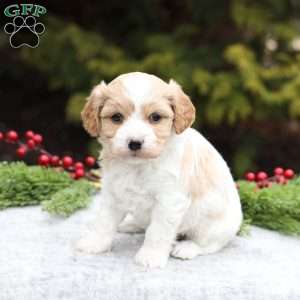 Belle, Cavachon Puppy